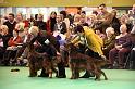 Crufts2010 1815